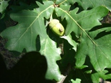 Nosatec dubov - Curculio glandium Marsham, 1802 