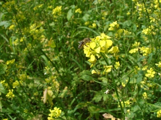 Vela medonosn (Apis mellifera)