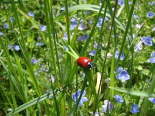 Mandelinka topolov (Chrysomela populi)