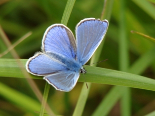 Modrsek jehlicov (Polyommatus icarus)