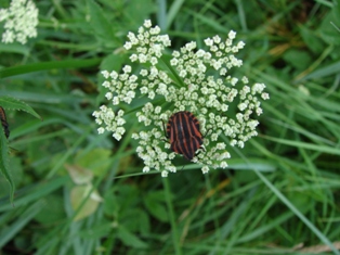 Knice pskovan (Graphosoma italicum)