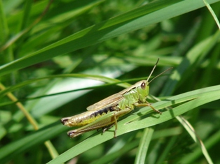 Sarane obecn (Chorthippus parallelus)