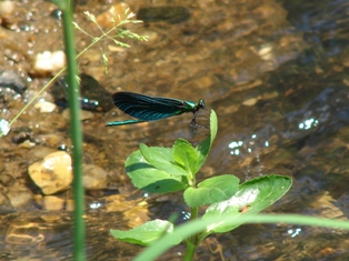 Motlice obecn (Calopteryx virgo)