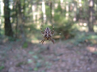 Kik pruhovan - Argiope bruennichi