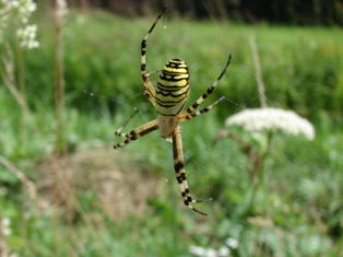 Kik pruhovan - Argiope bruennichi