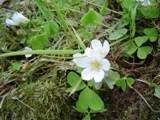 tavel kysel - Oxalis acetosella