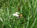 Ohnivek ernokdl - Lycaena phlaeas (samice)