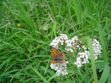 Ohnivek ernokdl - Lycaena phlaeas (samec)