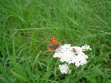 Ohnivek ernokdl - Lycaena phlaeas (samec)