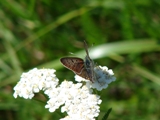 Modrsek jehlicov - Polyommatus icarus (samice)