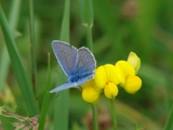 Modrsek jehlicov - Polyommatus icarus (samec)