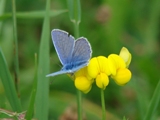 Modrsek jehlicov - Polyommatus icarus (samec)