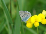 Modrsek jehlicov - Polyommatus icarus (samec)