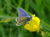 Modrsek jehlicov - Polyommatus icarus (samec)