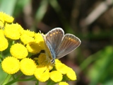 Modrsek jehlicov (Polyommatus icarus) - samice